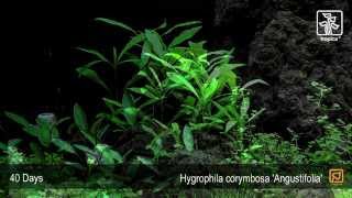 Hygrophila costata Angustifolia [upl. by Renado863]