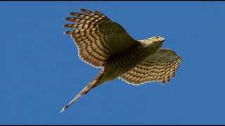 Sparrowhawk Bird Call Bird Song [upl. by Otrebron656]