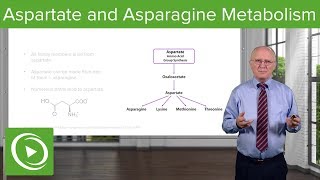 Aspartate Family and Asparagine Metabolism – Biochemistry  Lecturio [upl. by Ardnuasal]