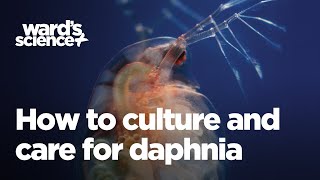 Caring and Culturing for Daphnia [upl. by Elletnuahc]