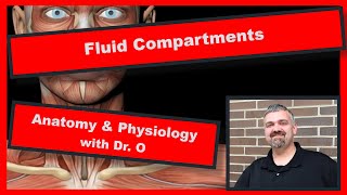 Fluid Compartments Anatomy and Physiology [upl. by Cochran]