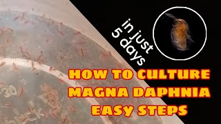 How to Culture Magna Daphnia Easily [upl. by Llyrat]