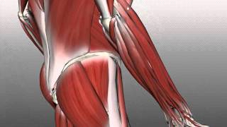 Forearm Muscles Part 2  Posterior Extensor Compartment  Anatomy Tutorial [upl. by Falda731]