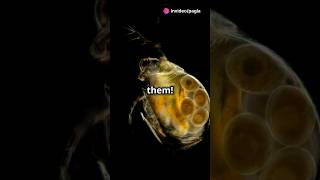 How to culture Daphnia for your Aquarium [upl. by Rolanda835]