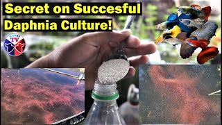 How to Culture Daphnia Successfully [upl. by Bellanca942]