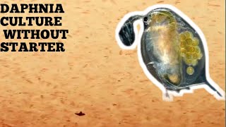 HOW TO CULTURE DAPHNIA NATURALLY WITHOUT A STARTER [upl. by Sudhir249]