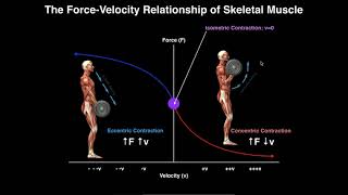 Exercise Physiology  Skeletal Muscle ForceVelocity Relationship [upl. by Samled523]