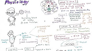 Physiology Intracellular and Extracellular fluid [upl. by Atirb]