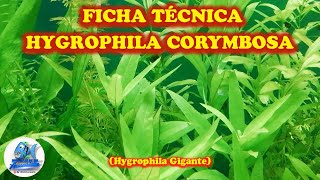 FICHA TÉCNICA HYGROPHILA CORYMBOSA Hygrophila Gigante [upl. by Ydahs]