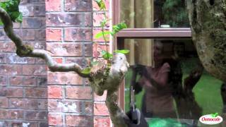 How to Prune Contorted Filbert Trees [upl. by Ramyaj]