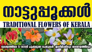 51 Flowers names in Malayalam amp English കേരളത്തിലെ 51 നാടൻ പൂക്കളുടെ പേരുകൾ [upl. by Sajet]