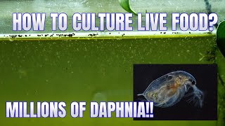 How to Culture Daphnia Secret Method to Breed MILLIONS  Simply Aquatic [upl. by Berthold]