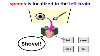 Brain Lateralization The Split Brain [upl. by Swen]