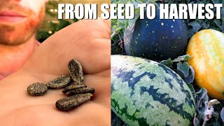 Growing Watermelons From START TO FINISH  Tips and Tricks and Some Unusual Varieties [upl. by Akirrehs]