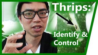 Thrips How to Identify amp Control  House Plant Journal [upl. by Assenov]