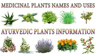 Medicinal Plants And Their Uses  20 Ayurvedic Plants Names  Medicinal Herbs You Can Grow [upl. by Uliram]