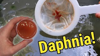 How I Culture Daphnia In Outdoor Tubs [upl. by Mirna]