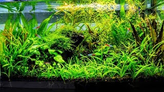 How To Aquascape A Low Tech Planted Aquarium part 3 [upl. by Couq]