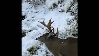 Adirondack big woods 12 Point Buck [upl. by Eceirahs]