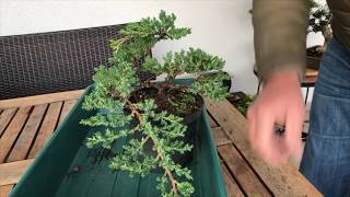 How to Create a Juniper bonsai for cheap Absolute best conifer bonsai for cascade style [upl. by Otes]