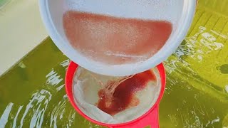 How to culture daphnia  Daphnia culture  How to grow daphnia outdoor [upl. by Aileno153]