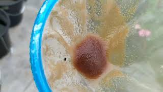 How to culture daphnia moina in a small container Part 1 English Subtitle [upl. by Anola317]