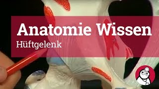 AnatomieWissen Hüftgelenk [upl. by Senoj]