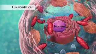 Biology Cell Structure I Nucleus Medical Media [upl. by Healy]