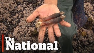 Gooseneck barnacles booming off BC coast [upl. by Ruperto72]