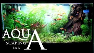 Aquascaping Lab  Tutorial Natural rich mix tank wood style size 80 x 35 x 45h 120 L Part 1 [upl. by Abey334]