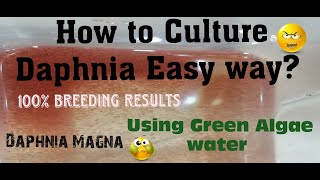 Daphnia MagnaHow to Culture Daphnia Easy wayCulturing Daphnia using Green water Daphnia [upl. by Haerr873]