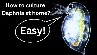 BEST Live Fish Food Beginner guide How to Culture Daphnia at home [upl. by Esilec]