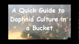 How to culture daphnia outside [upl. by Aivin]