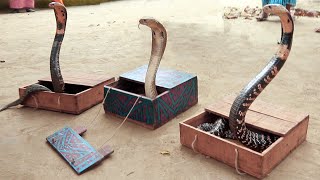 Snake Charmer Presenting Cobra Snake  Snake Video [upl. by Hoyt]