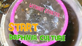 How to culture daphnia moina the easy way 1  Starting the Daphnia culture [upl. by Cosenza929]