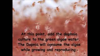 Daphnia  How to grow daphnia in your home [upl. by Nile]