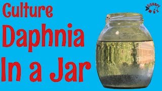 How to Culture Daphnia in a Jar [upl. by Lam912]