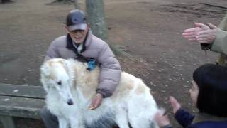 Russian Wolfhound Borzoi Meets 6YearOld Girl in Inokashira Park Kichijoji Tokyo [upl. by Happy]