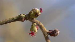 Corylus avellana [upl. by Sokil697]