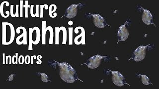 How to Culture Daphnia [upl. by Avon401]