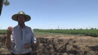 Thrips in cotton identification and damage [upl. by Yesnek]