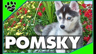 Pomeranian Husky Dogs 101  The Pomsky [upl. by Atilek]