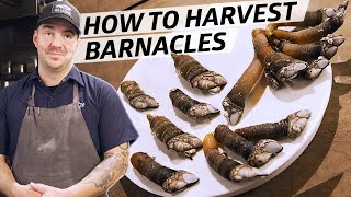 How to Harvest and Cook Gooseneck Barnacles — Deep Dive [upl. by Anij]