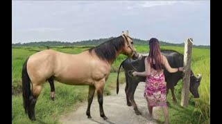 My sister training care her lovely horse in beginner 2021 [upl. by Yelahc]