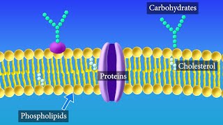 Cell Membrane Structure and Function [upl. by Aubrey]