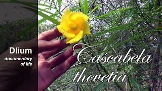 Yellow oleander Cascabela thevetia  part 1 [upl. by Elum]