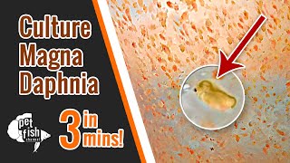 How to culture DAPHNIA MAGNA  The easy way [upl. by Nyrret]