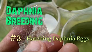 Daphnia Culture made simple and easy 3  Hatching Daphnia eggs [upl. by Theona509]