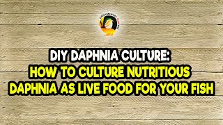 DIY Daphnia Culture How to Culture Nutritious Daphnia as Live Food for Your Fish [upl. by Anastice]