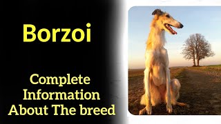 Borzoi Pros and Cons Price How to choose Facts Care History [upl. by Madid]